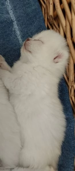 Gattini di pura Razza British Shorthair pelo corto con affisso in Anfi ed Enfi  | Foto 6