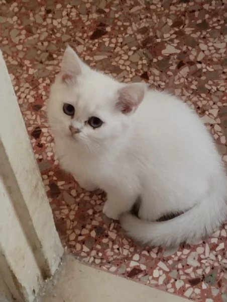 Gattini di pura Razza British Shorthair pelo corto con affisso in Anfi ed Enfi  | Foto 4