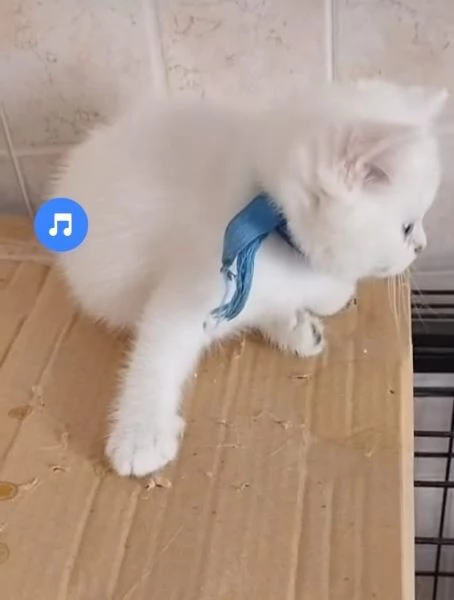 Gattini di pura Razza British Shorthair pelo corto con affisso in Anfi ed Enfi  | Foto 3