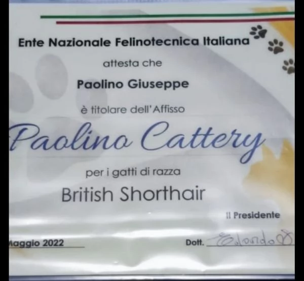 Gattini di pura Razza British Shorthair pelo corto con affisso in Anfi ed Enfi  | Foto 2