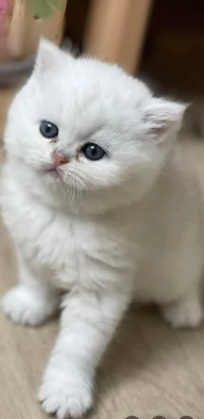 Gattini di pura Razza British Shorthair pelo corto con affisso in Anfi ed Enfi  | Foto 1