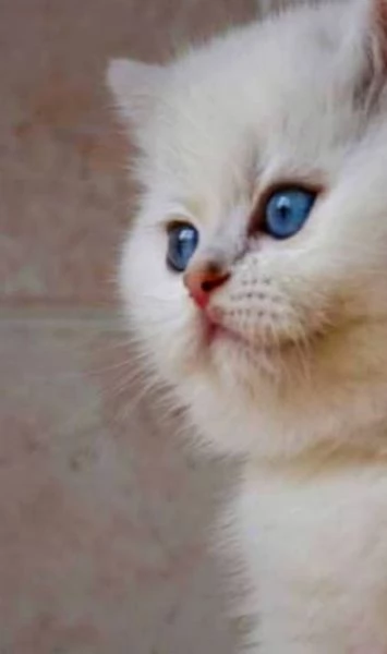 Gattini di pura Razza British Shorthair pelo corto con affisso in Anfi ed Enfi  | Foto 0