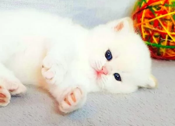 Gattini Pelo Corto Colorpoint Cincilla' occhi azzurri Colorpoint  british shorthair | Foto 6