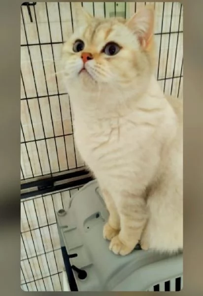 Gattini Pelo Corto Colorpoint Cincilla' occhi azzurri Colorpoint  british shorthair | Foto 4