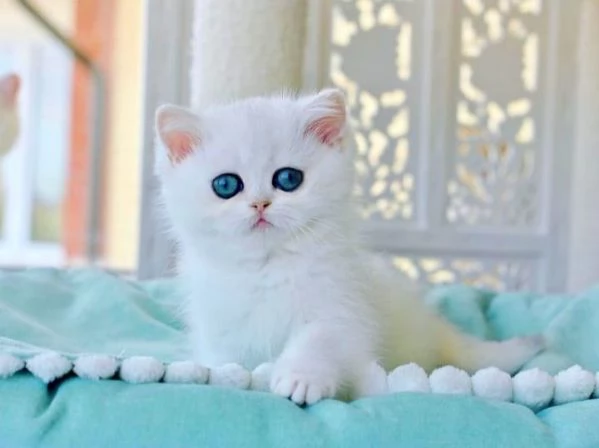 Gattini Pelo Corto Colorpoint Cincilla' occhi azzurri Colorpoint  british shorthair