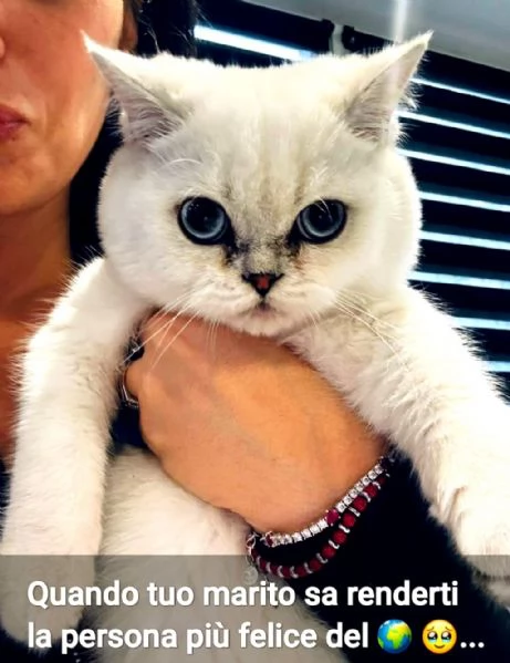 Gattini Pelo Corto Colorpoint Cincilla' occhi azzurri Colorpoint  british shorthair | Foto 3