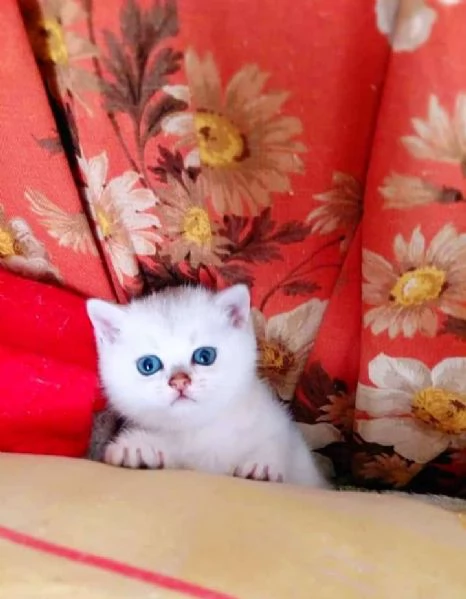 Gattini Pelo Corto Colorpoint Cincilla' occhi azzurri Colorpoint  british shorthair | Foto 1