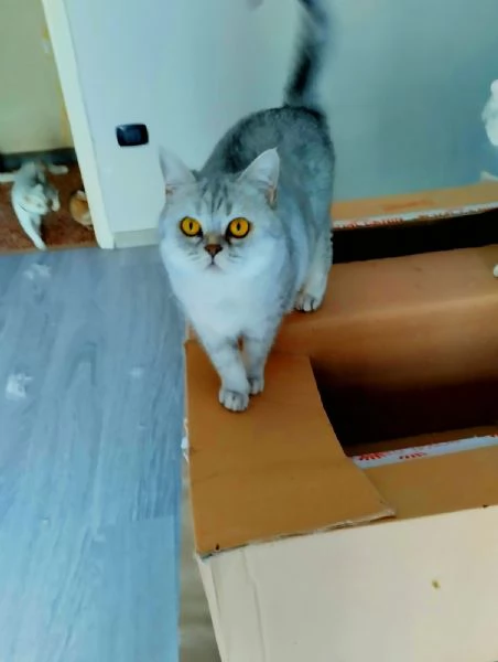 british shorthair pelo corto bellissimi e coccoloni di 6 mesi foto reali | Foto 4