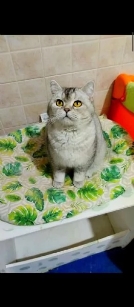 british shorthair pelo corto bellissimi e coccoloni di 6 mesi foto reali