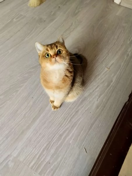 british shorthair pelo corto bellissimi e coccoloni di 6 mesi foto reali | Foto 2