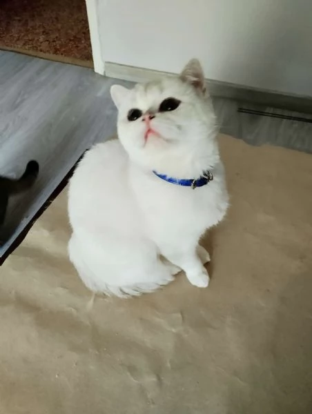 british shorthair pelo corto bellissimi e coccoloni di 6 mesi foto reali | Foto 0