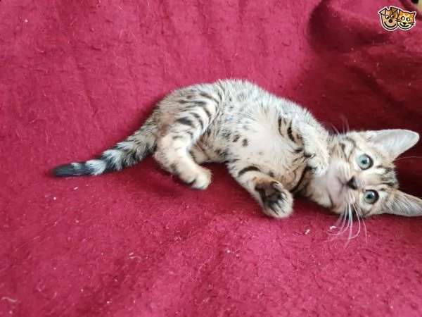  regalo gattini di razza siamese  gattini di razza siamese e orientale , bellissimi, di alta genealo