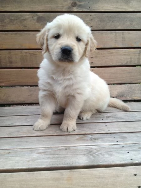   regalo cuccioli di golden retriever disponibili contattaci subito  disponibili subito 2 splendidi 