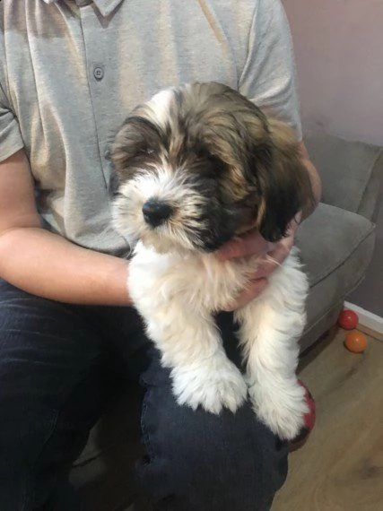  regalo adorabili cuccioli di shih tzu femminucce e maschietti disponibili per l'adozione gratuita i