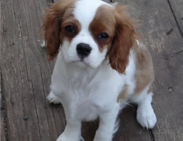 bellissimi cavalier king charles spaniel maschi