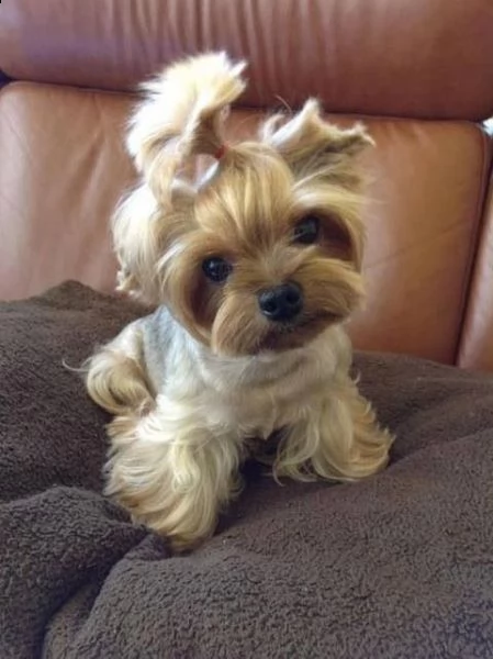 yorkshire terrier  bellissimi cuccioli regalo
