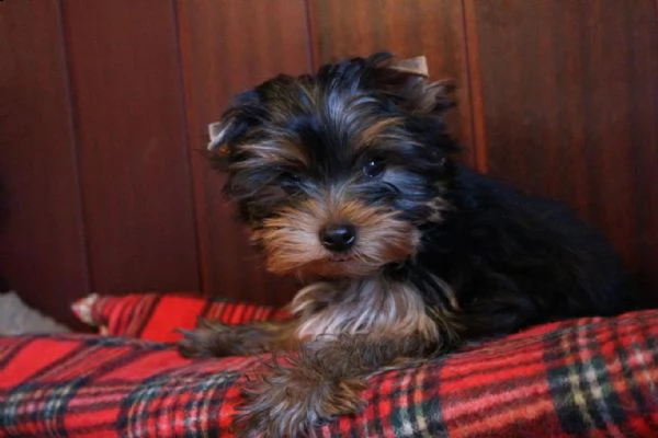 yorkshire terrier cuccioli regalo