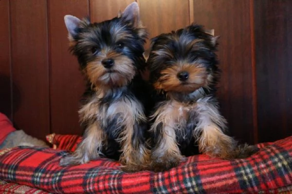 yorkshire terrier cuccioli regalo 