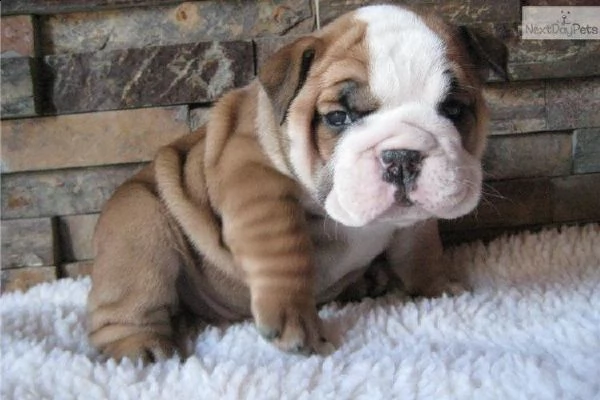 regalo di cuccioli bulldog inglese