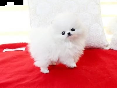 cuccioli di volpino di pomerania