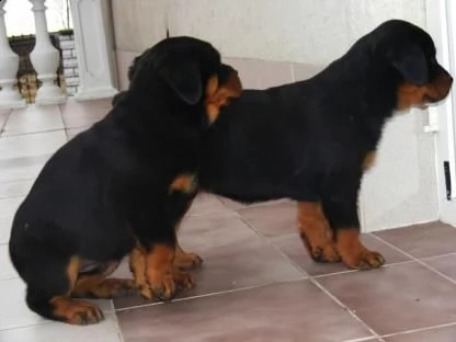 regalo cuccioli di rottweiler maschio e femmina!!