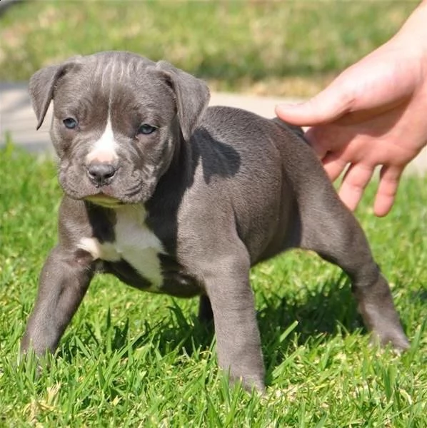  regalo cuccioli di pitbull