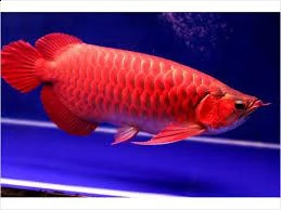 dolce acquario tropicale per pesci arowana qualità   abbiamo qualità pesci rossi e super acqua dolce