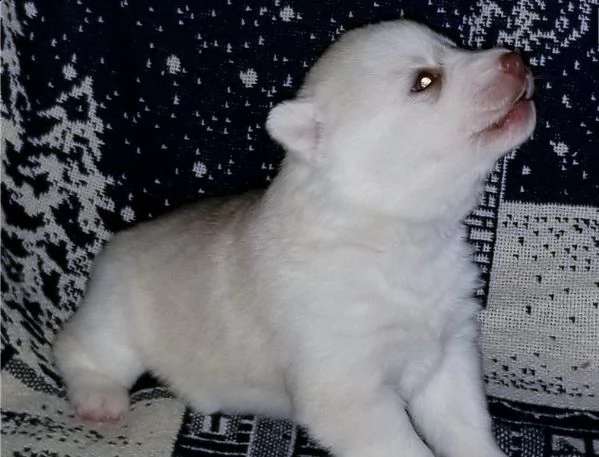 cuccioli di siberian-husky.