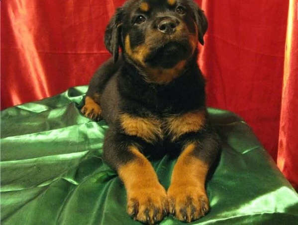regalo rottweiler cuccioli
