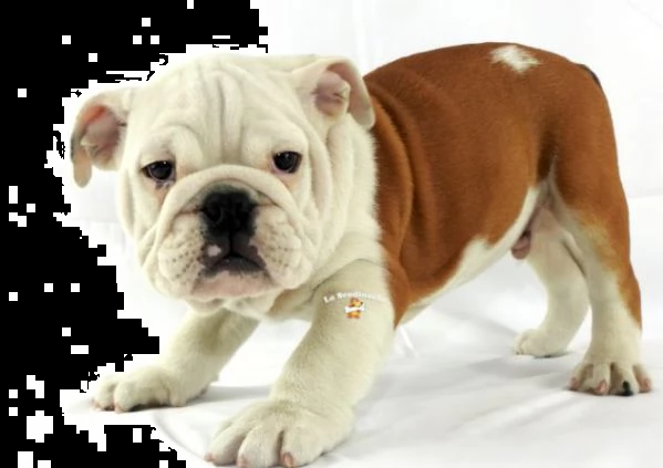 regalo cuccioli di bulldog inglese femminucce e maschietti 