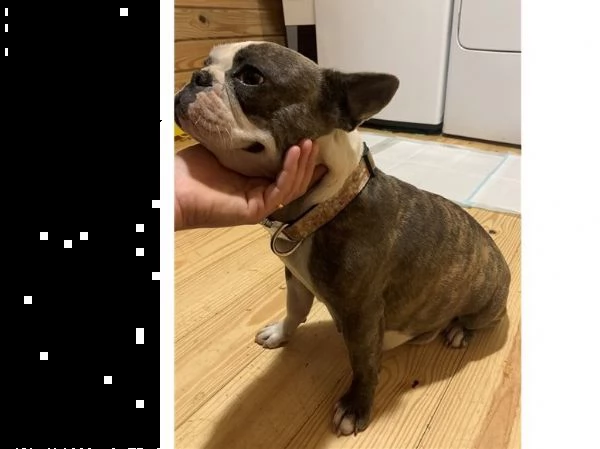regalo bulldog francese cuccioli disponibile....