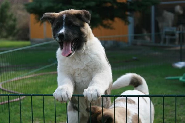 akita americano femmine