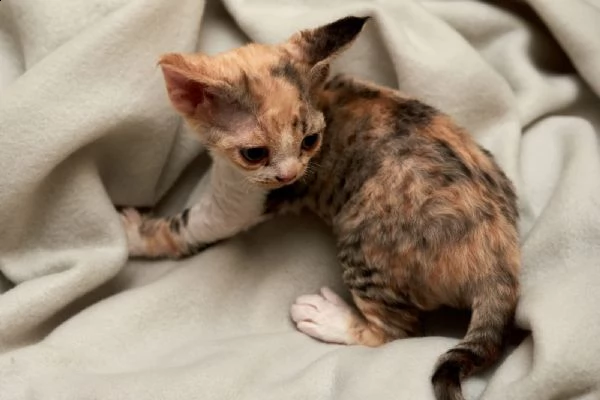 splendidi cuccioli devon rex