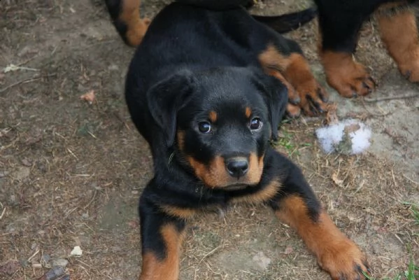 rottweiler