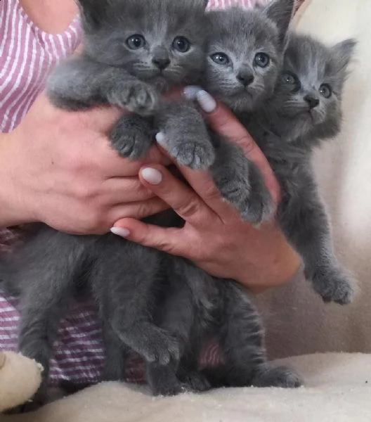 micini razza blu di russia