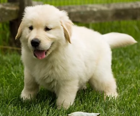 cucciolo di golden retriever di 2 mesi per regalo | Foto 0