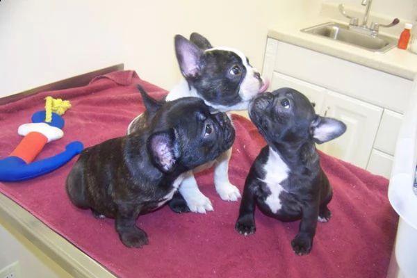 disponibili cuccioli di bulldog francese