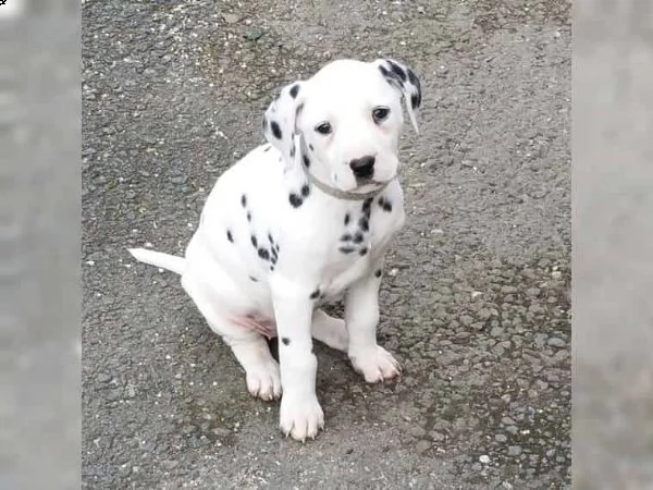 regalo dalmata cuccioli