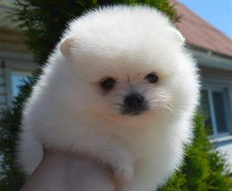 vendita regalo cuccioli di volpino di pomerania mini toy