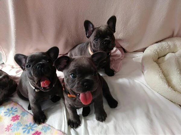  cuccioli bulldog francese occhi blu
