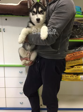  siberian husky italiano con pedigree