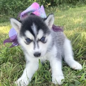 cuccioli di siberian husky per akc