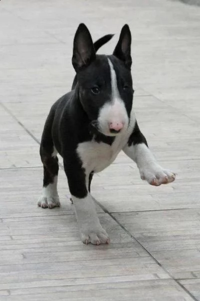 regalo bull terrier cuccioli per l'adozione  abbiamo di razza bull terrier cuccioli per l'adozione. 