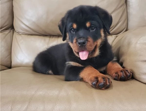 cuccioli rottweiler