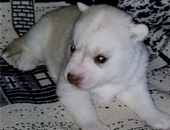 cuccioli di siberian-husky.