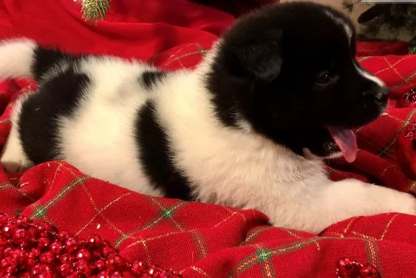regalo akita inu cuccioli disponibile per l'adozione