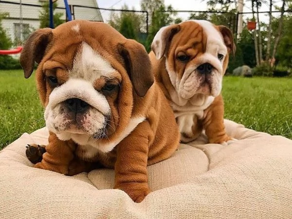 regalo di bellissimi cuccioli di bulldog inglese