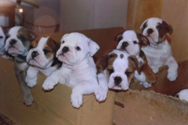 regalo di cuccioli bulldog inglese
