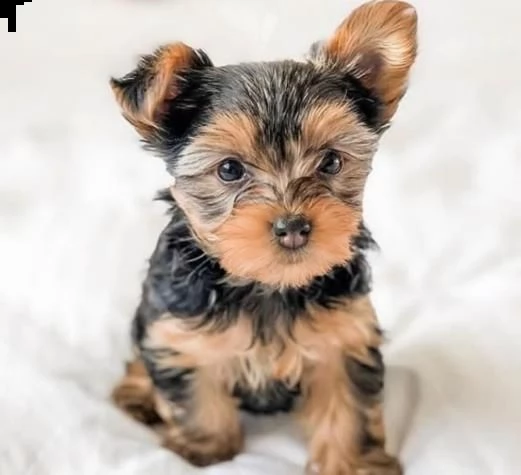 cuccioli di yorkshire toy | Foto 0