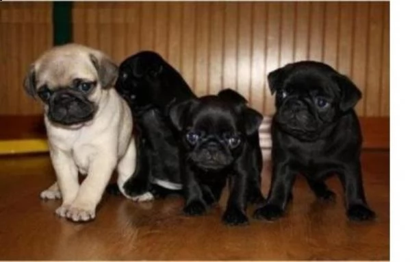 splendidi cuccioli di mini carlino 3 femmine e 3 maschi
